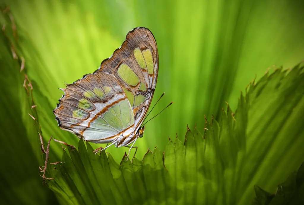 Malachite Butterfly