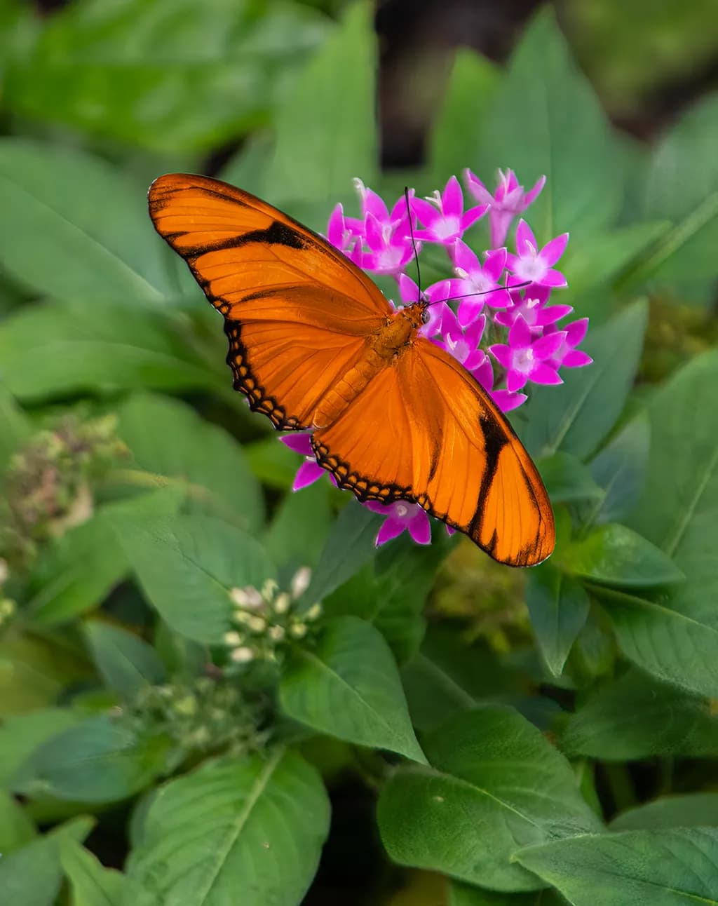 Julia Butterfly