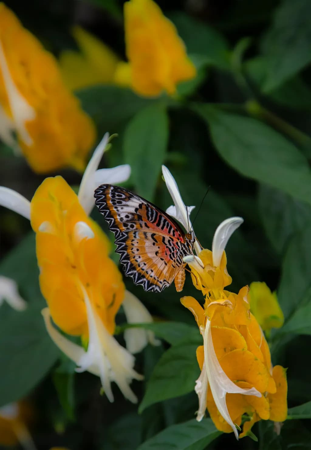 Leopard Lacewing Butterfly