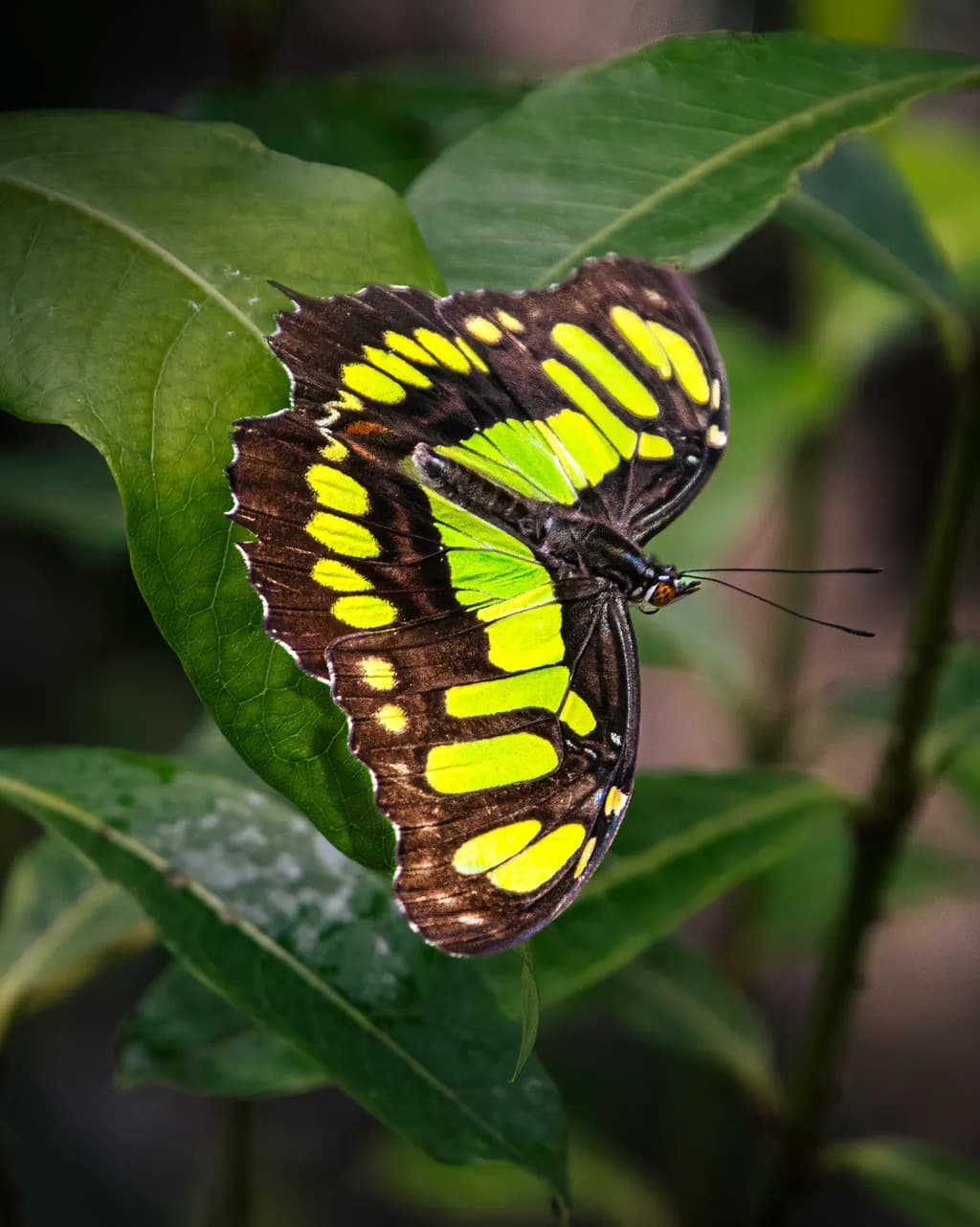 Malachite Green Butterfly