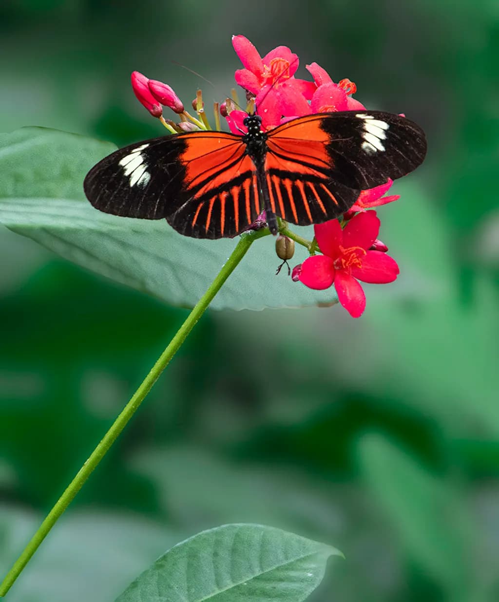 Postman Butterfly on Flower