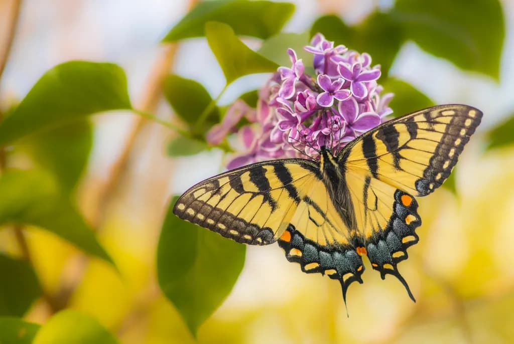 Swallowtail Butterfly