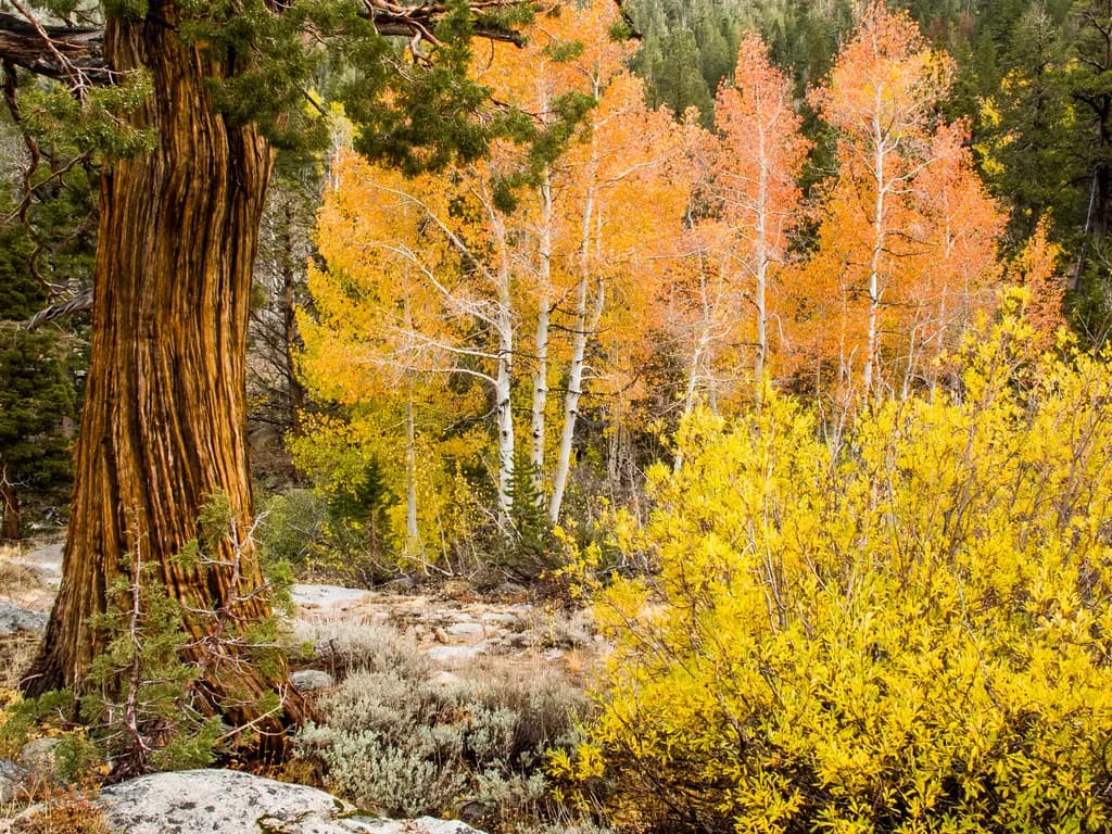 Autumn Palette