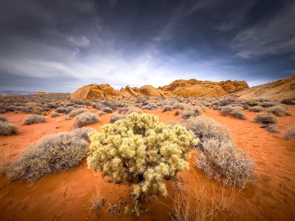 Desert Resilience