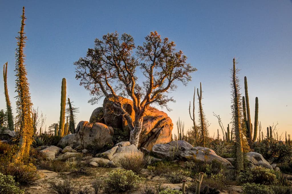 Desert Solace
