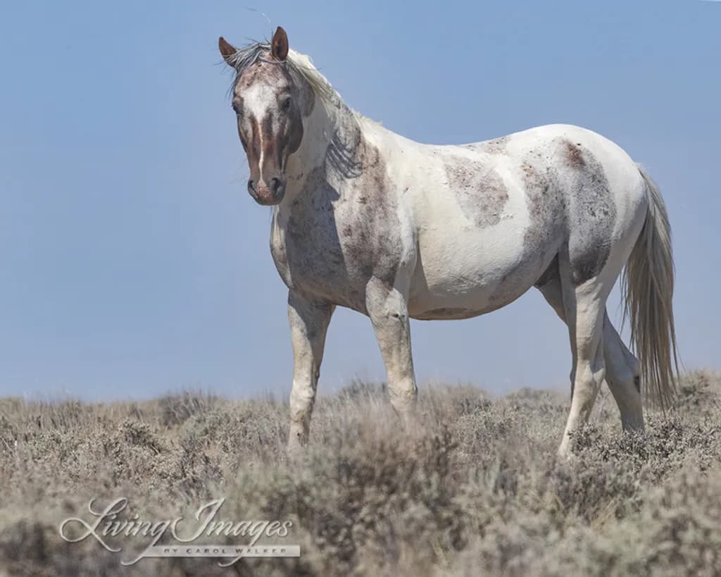Spotted Horse in Sagebrush