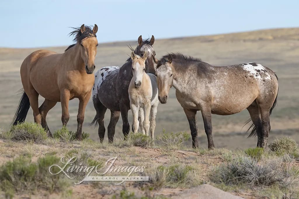 Wild Horses Gathering