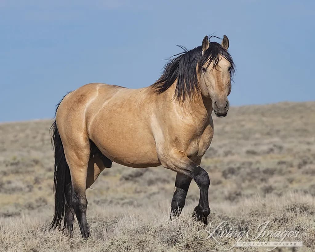 Mustang on the Range
