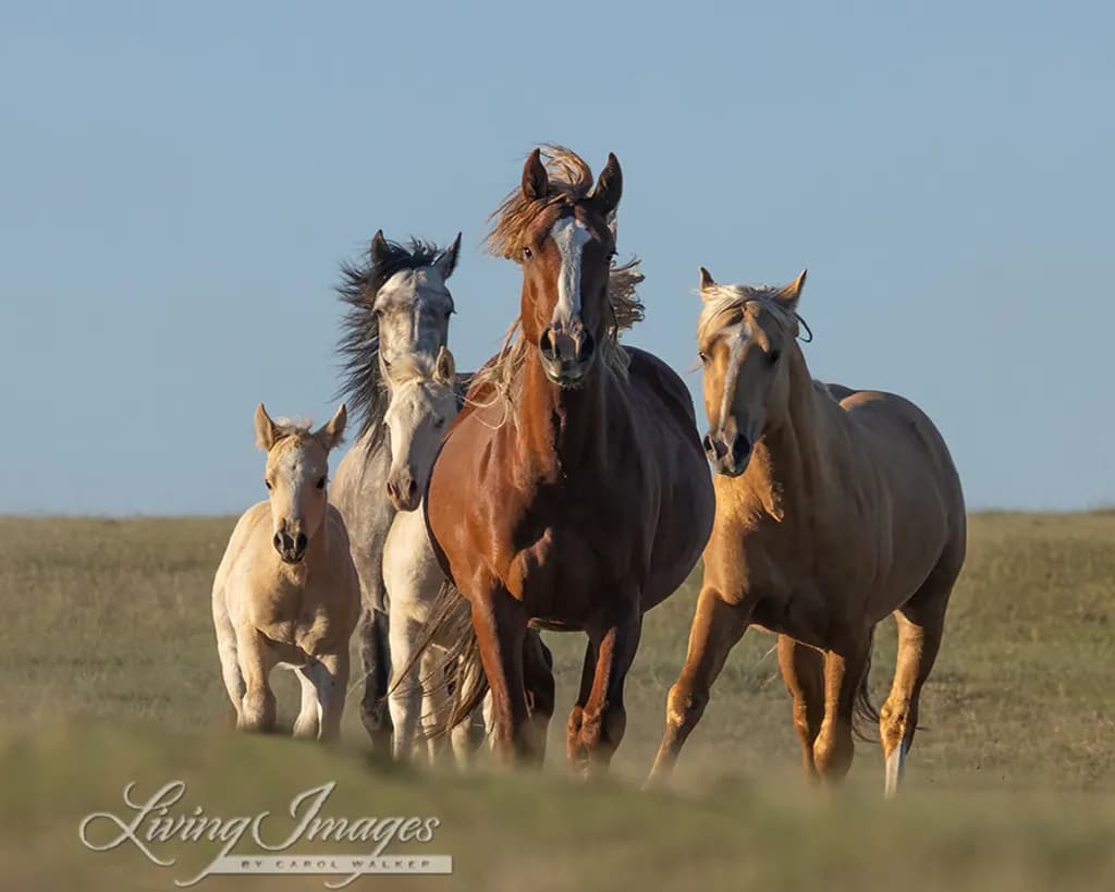 Running Horses Herd