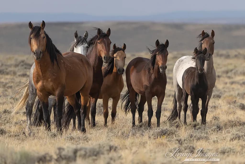 Wild Horses Gathering