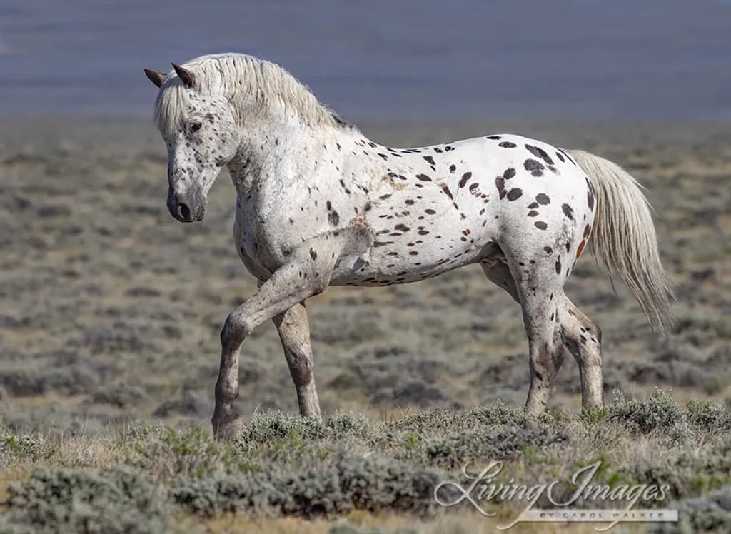 Spotted Horse Stroll