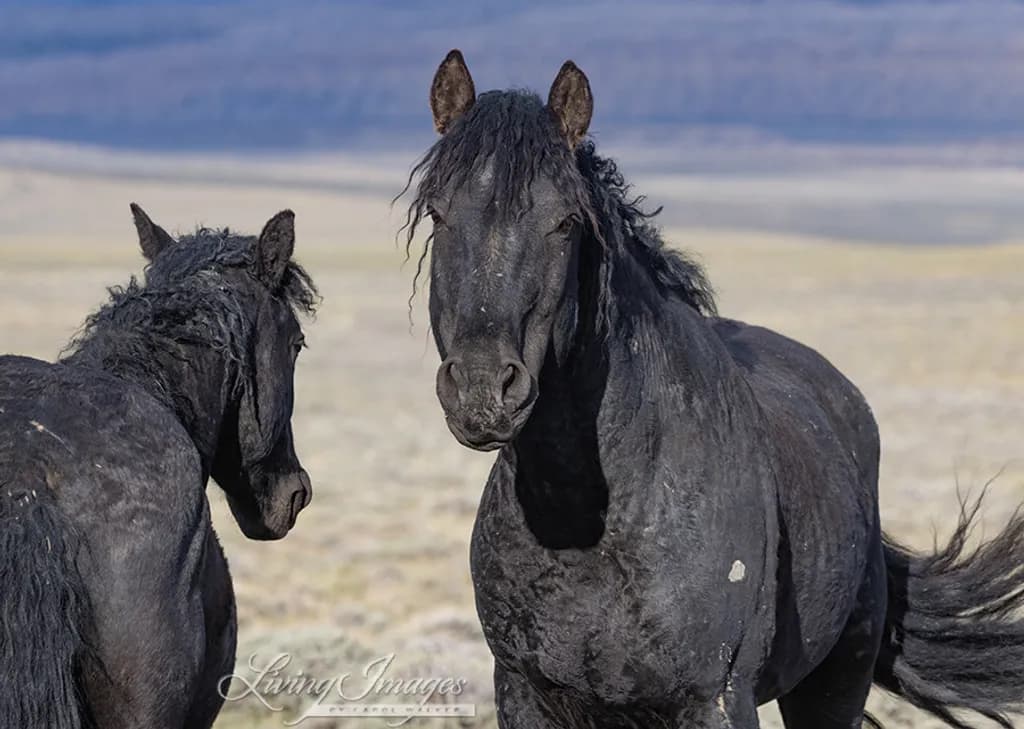 Wild Black Horses