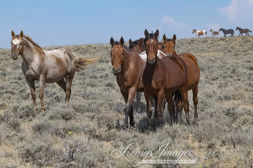Wild Horses on Grassland