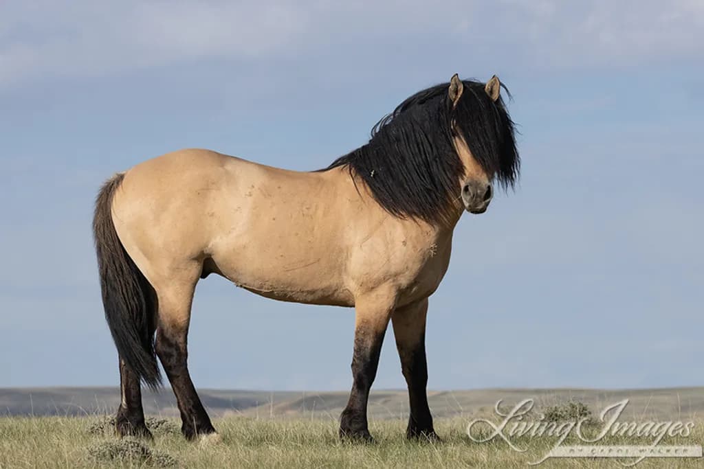 Buckskin Horse Standing