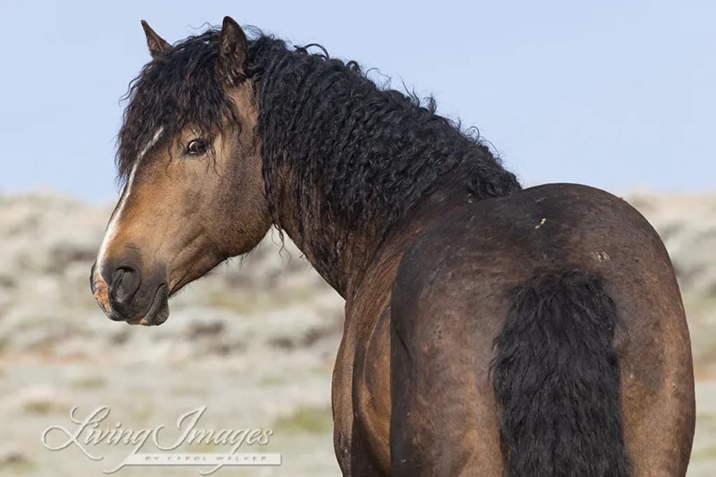 Curly Mane Mustang
