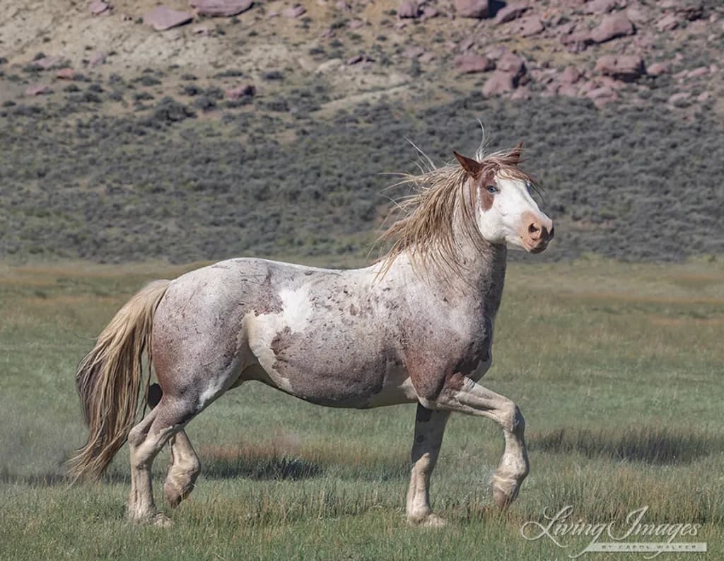 Mountain Grass Horse