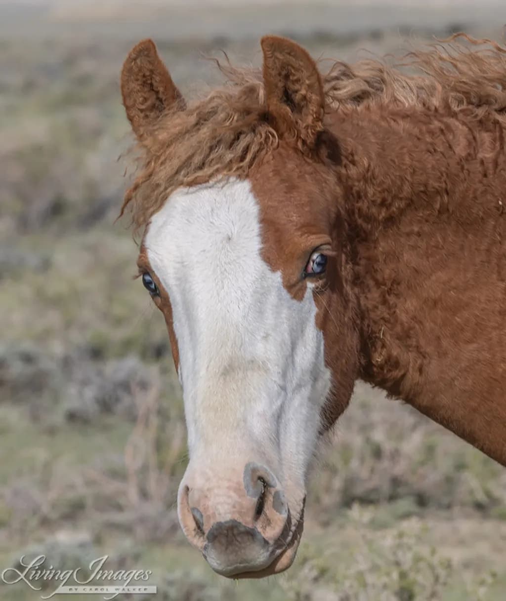 Curly Horse Gaze