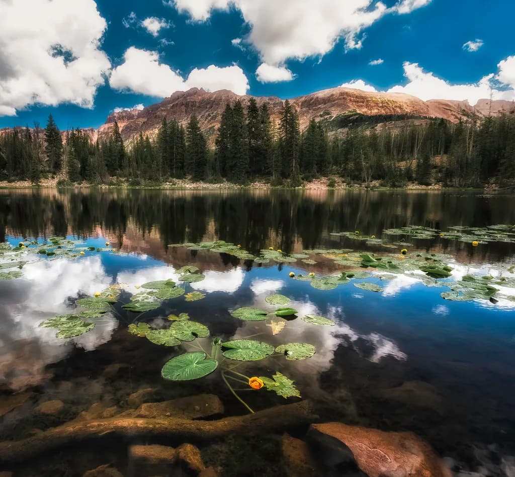 Butterfly Lake Lilys