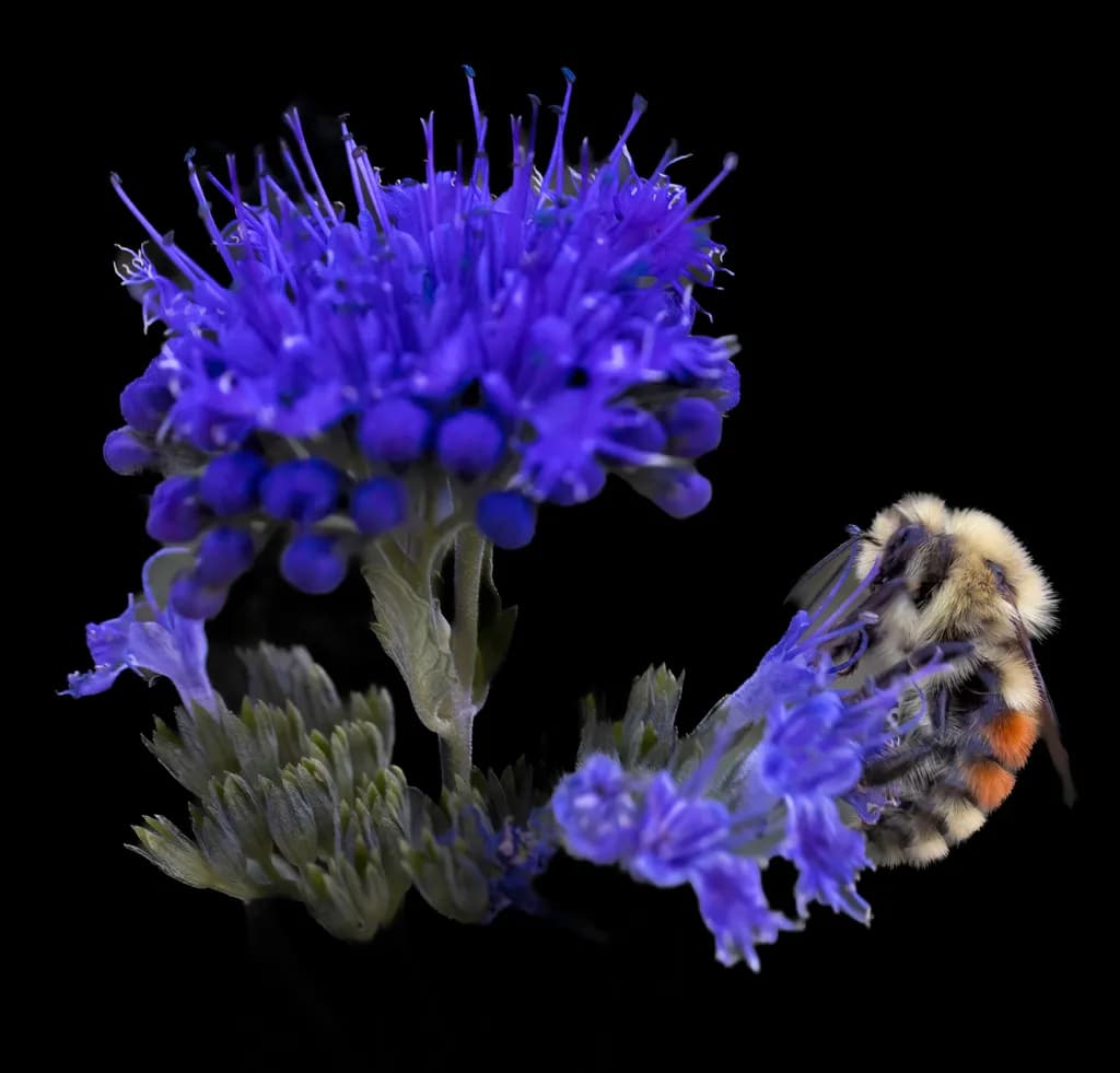 Blue Bee