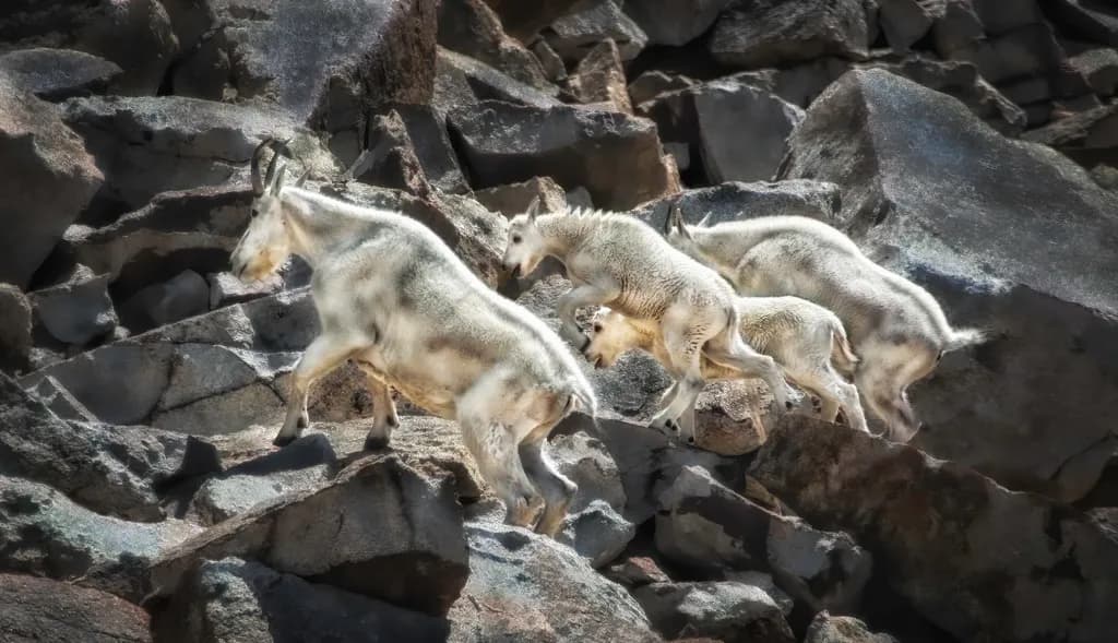 Mountain Family