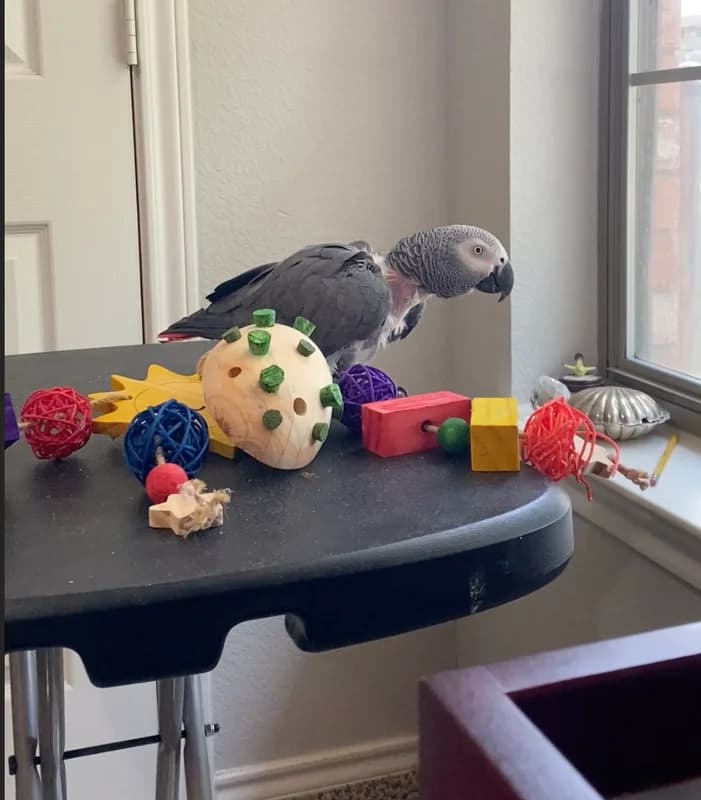 Our parrot has his own platform and collection of toys in the studio, where he plays some but also keeps a critical eye on what I'm doing at the easel.