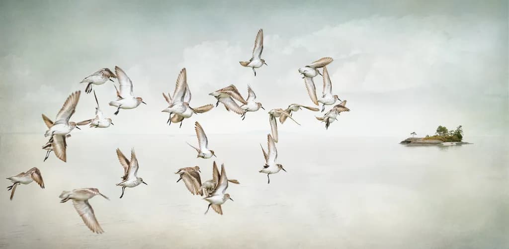 Island Flight