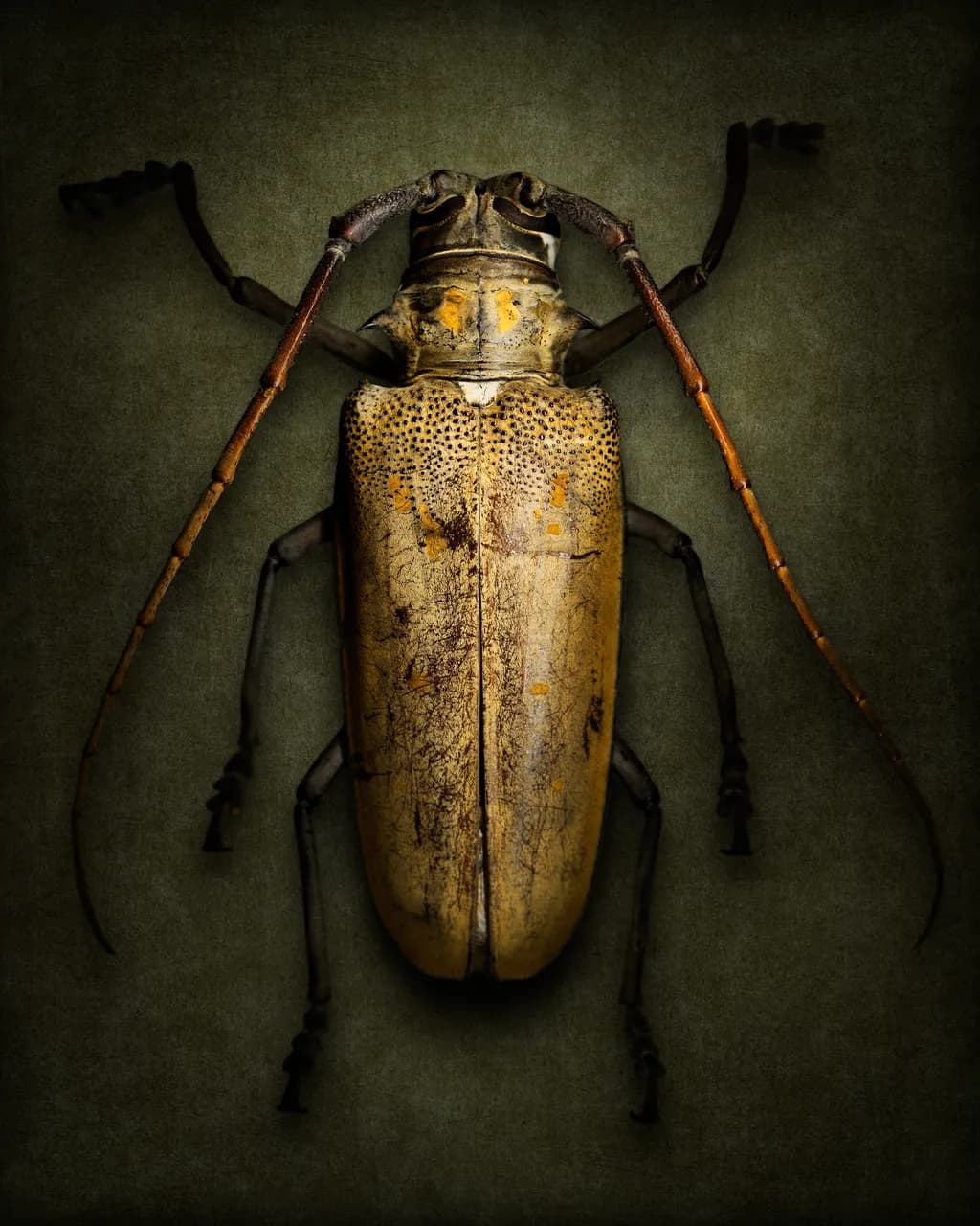 Golden Beetle Study