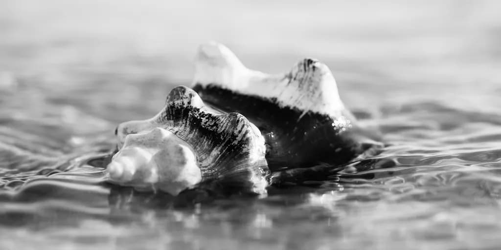 Wallowing Conch Shell