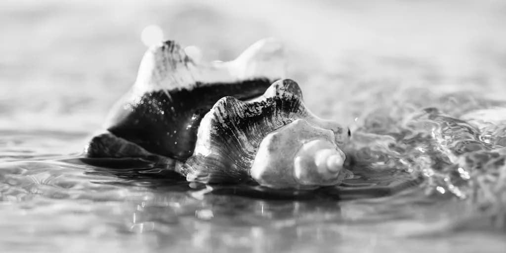 Wallowing Conch