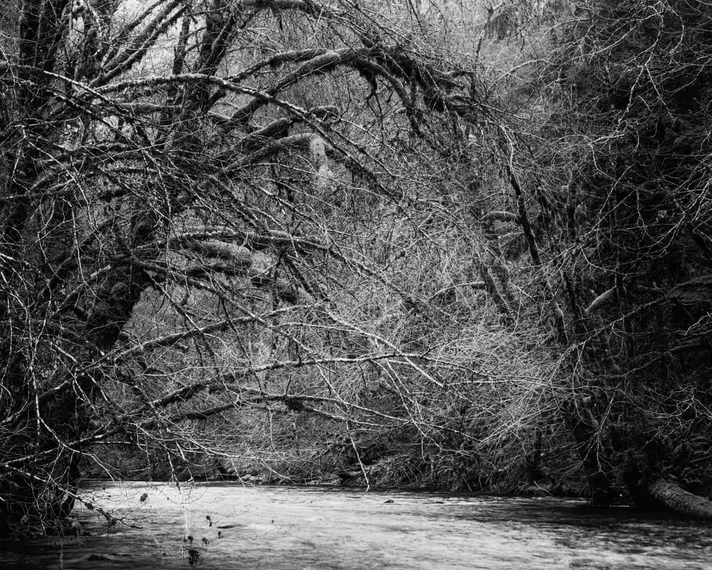 Beneath the Winter Canopy, Wind River, Washington, 2026