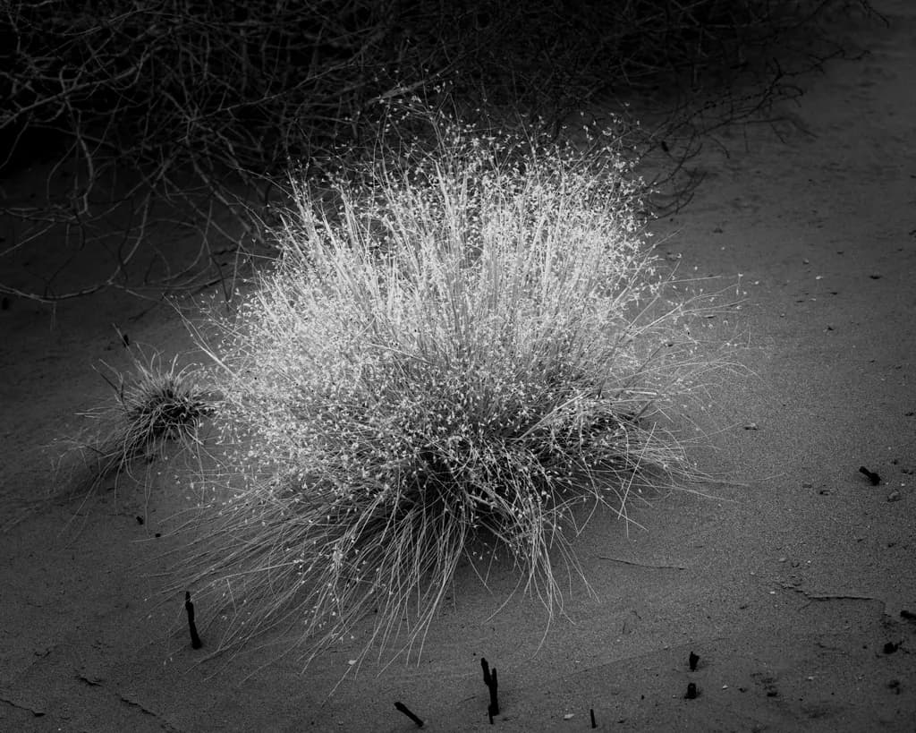 Grass in Pale Sand, White Bluffs, Washington, 2024