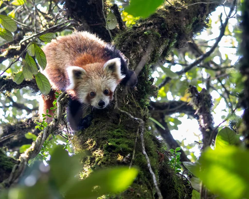 Red Panda Ascent