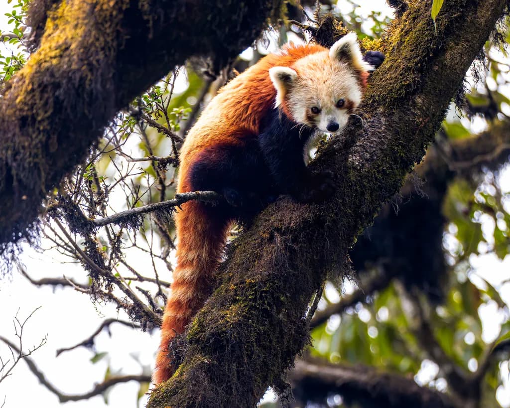 Red Panda Ascent