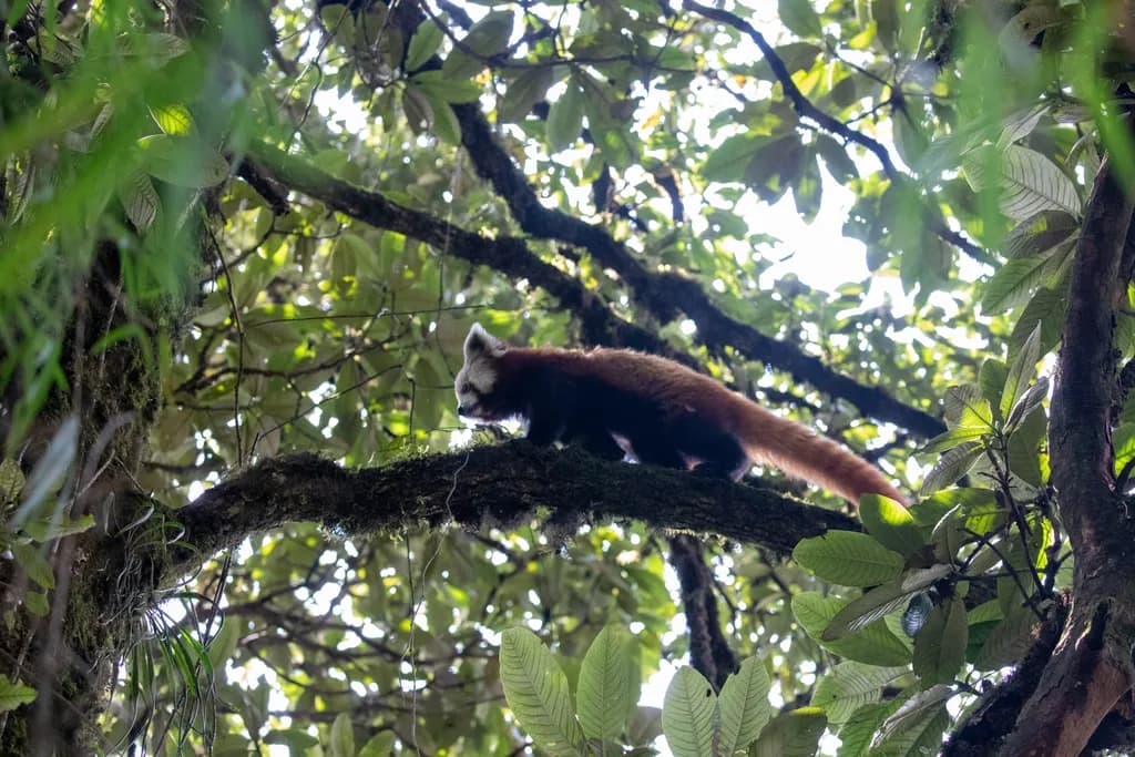 Red Panda Trek