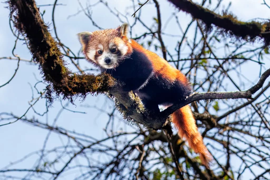Red Panda Perch