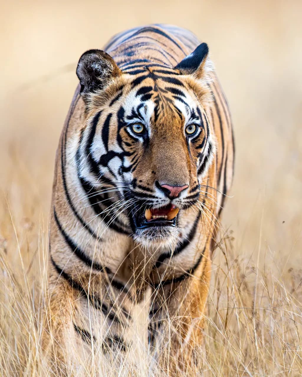 India Tiger Focus