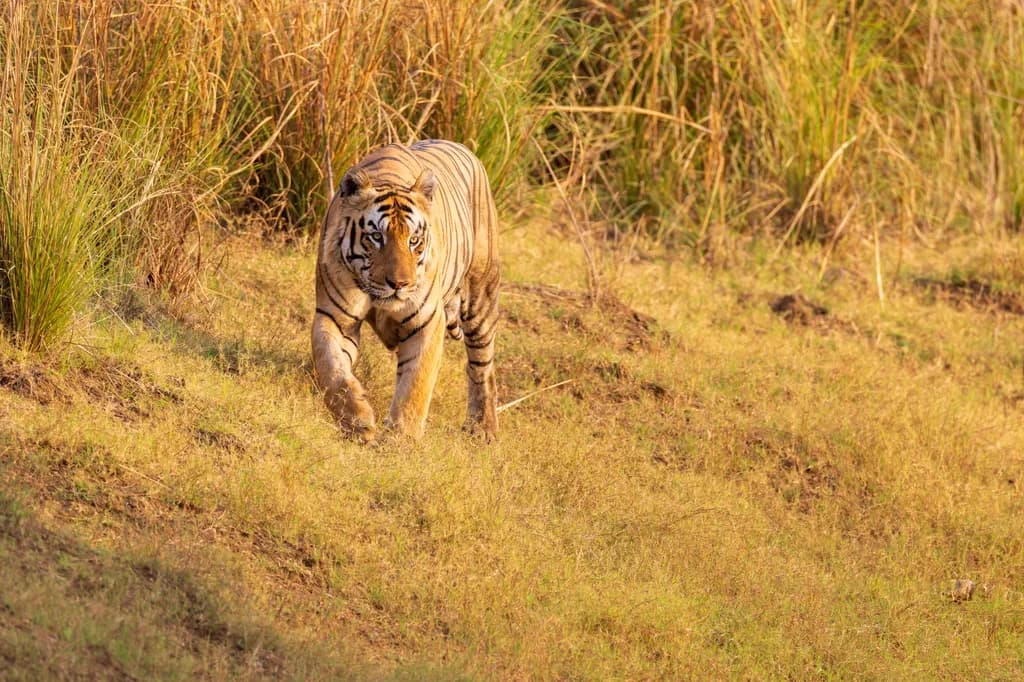 India Tiger Stroll