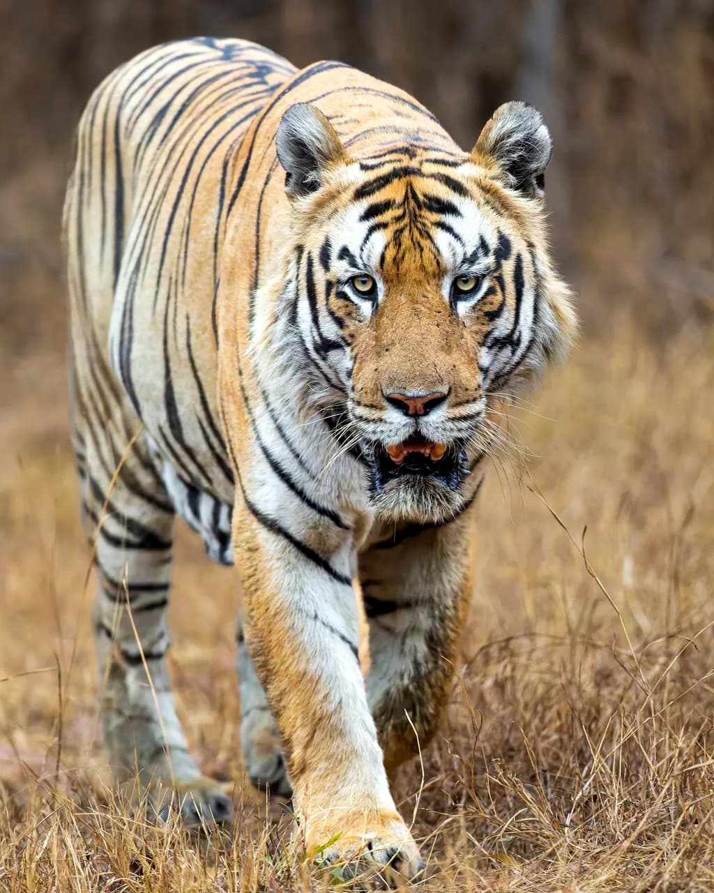 India Tiger Stroll