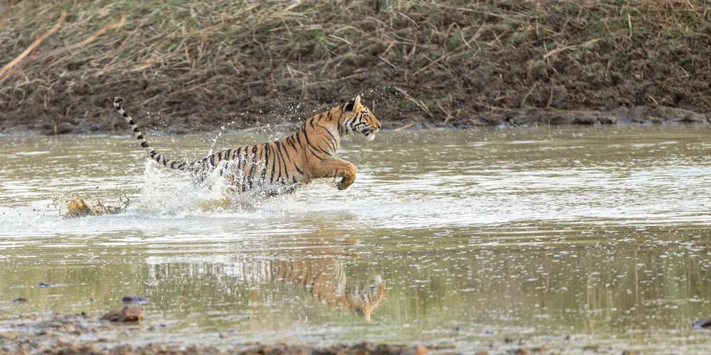 Tiger in Motion