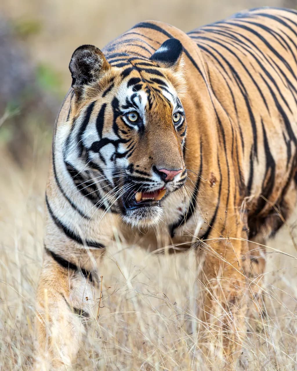 India Tiger Gaze