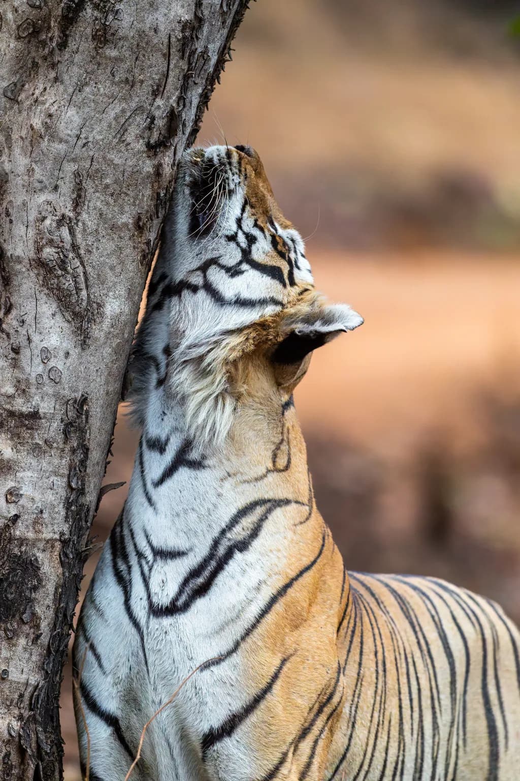 Stripes Against Bark
