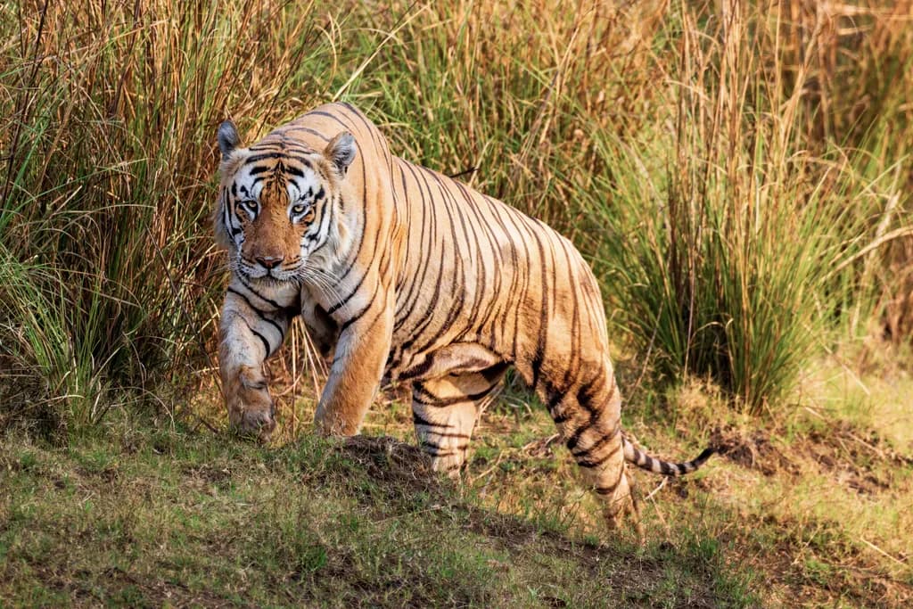 Focused Tiger Stalk