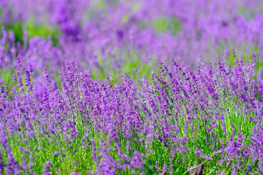 Lavender Haze