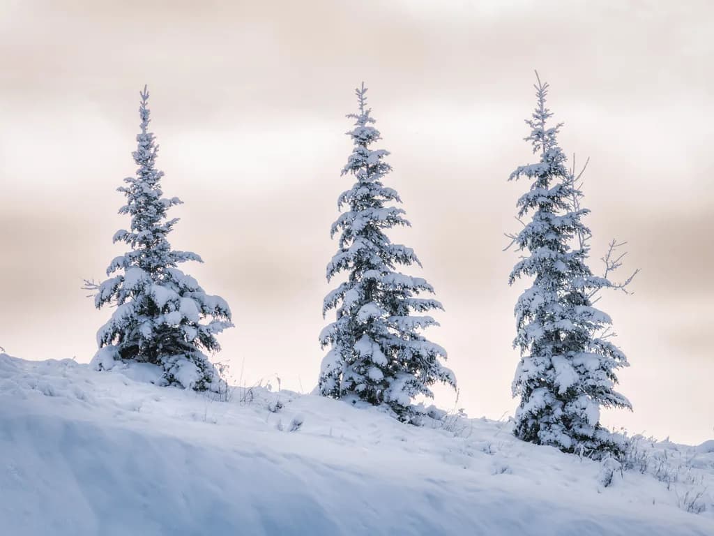Serene Snowfall