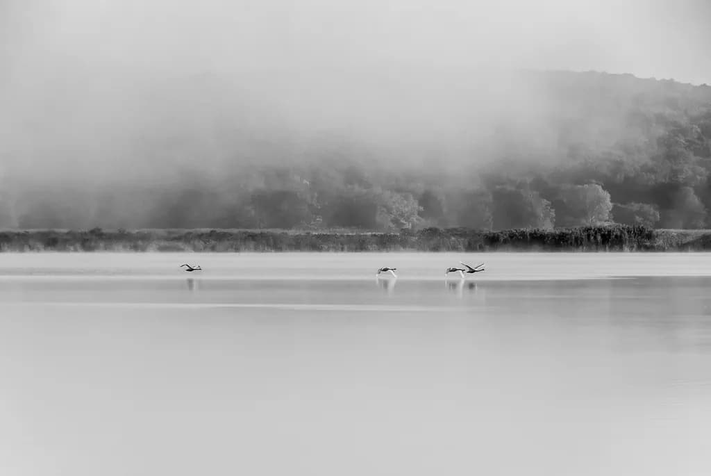 Four Swans in Mist