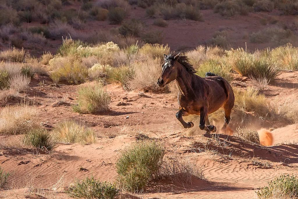 Monument Valley Horse Run