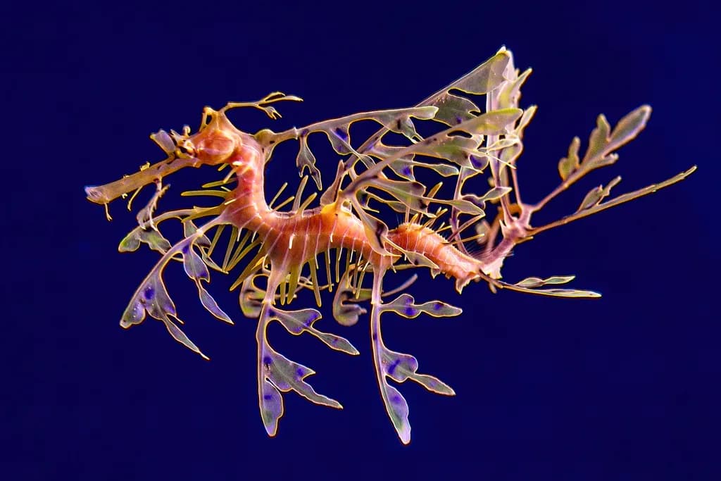 Aquarium Seahorse Detail