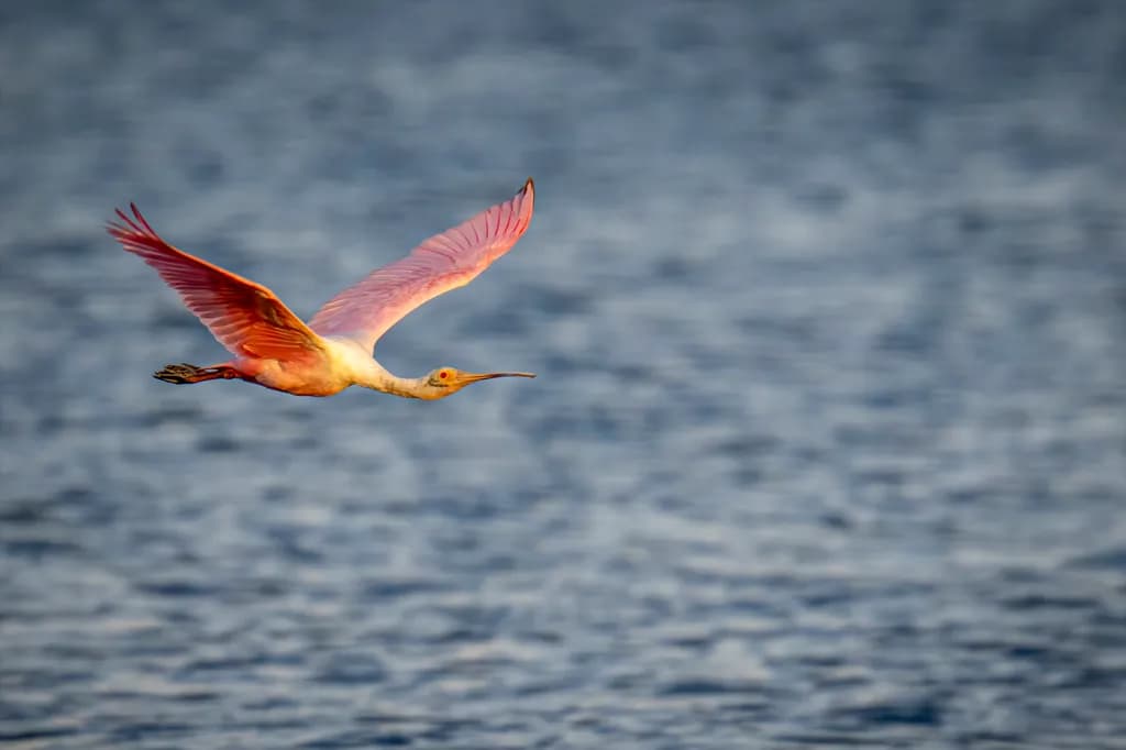 Free Bird