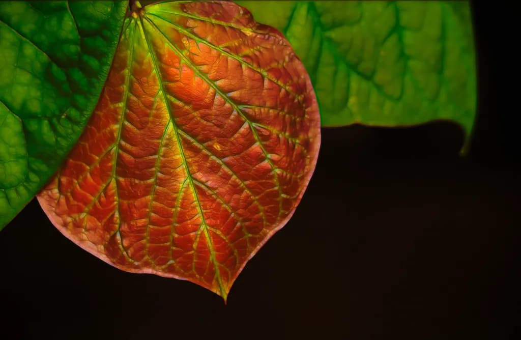 Nature's Tapestry