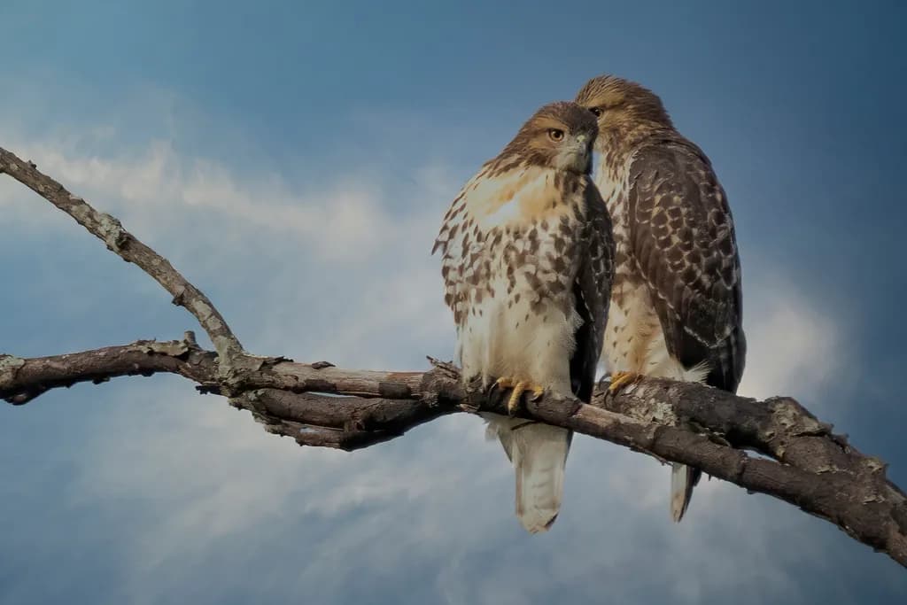 Whispering Sweet Nothings